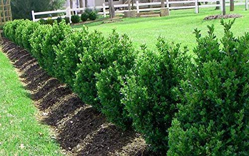 10 Live Plants Buxus Evergreen Shrub D5862
