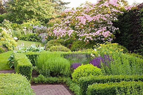 10 Live Plants Buxus Evergreen Shrub D5862