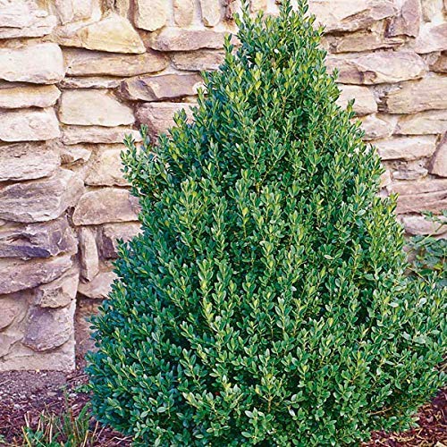 10 Live Plants Buxus Evergreen Shrub D5862