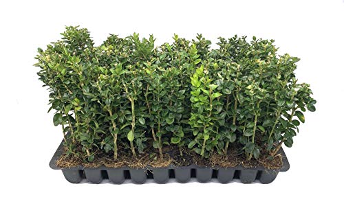 10 Live Plants Buxus Evergreen Shrub D5862