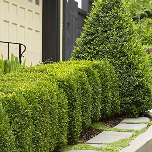 10 Live Plants Buxus Evergreen Shrub D5862