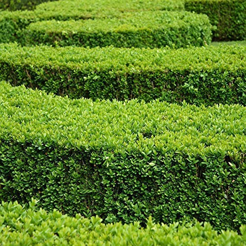 10 Live Plants Buxus Evergreen Shrub D5862