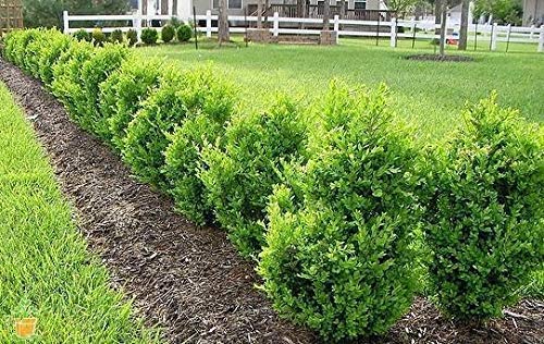 10 Live Plants Buxus Evergreen Shrub D5862