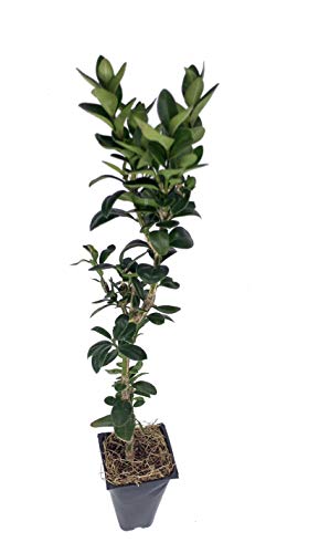 10 Live Plants Buxus Evergreen Shrub D5862